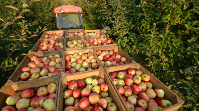 Mycotoxins Fresh Produce 2