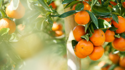 Nutritional Fresh Produce 3