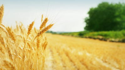 Pesticides Grains and Hops 3