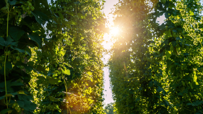 Pesticides Grains and Hops 4