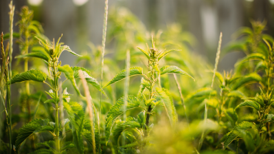 Pesticides Herbs and Spices 3