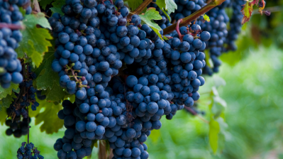 mycotoxins fresh produce